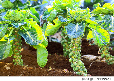 芽キャベツの畑 9449921