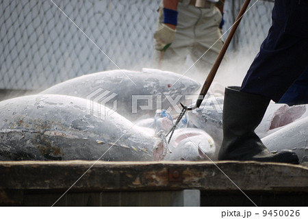 マグロ水揚げ 9450026
