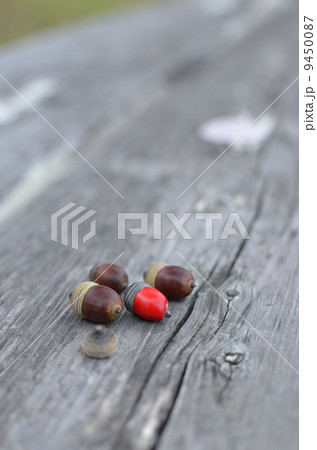 赤どんぐり 赤どんぐり 9450087