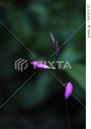 菖蒲 9450137