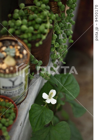 ドクダミ 9450170