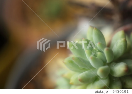 多肉植物（スノージェイド） 9450191