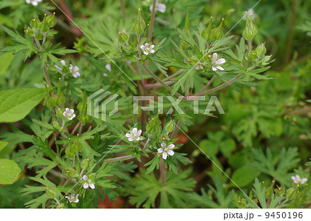 アメリカフウロ アメリカフウロ 9450196