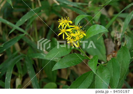 アキノキリンソウ 9450197
