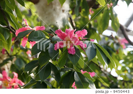 トックリキワタ トックリキワタ 9450443