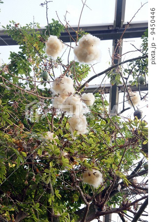 トックリキワタ 9450446