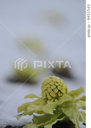 フキノトウa フキノトウa 9451543