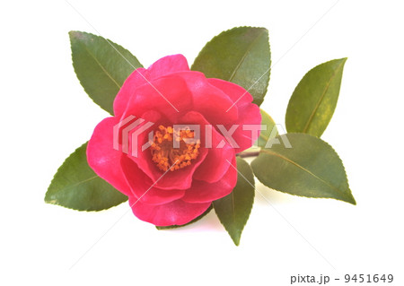 サザンカ 9451649