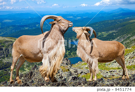Pair of  barbary sheeps in wildness area 9451774