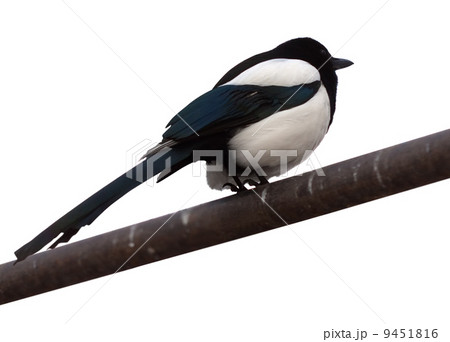 Magpie (Pica pica).  Isolated over white 9451816