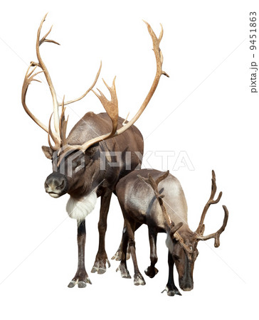 Two  caribou 9451863