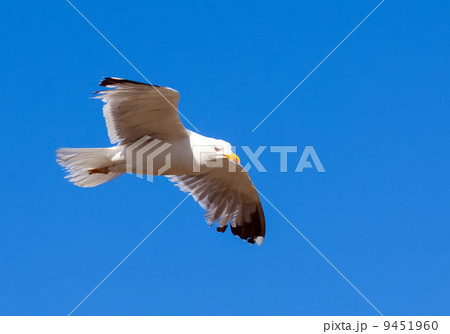 Soaring white seagull 9451960