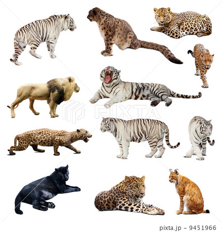 Set of  wildcats 9451966