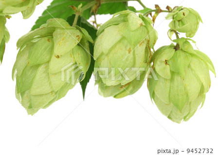 Hop flower green petals. Close up. Hop flower green petals. Close up. 9452732