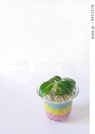 カラーゼオライトのハイドロカルチャー カラーゼオライトのハイドロカルチャー 9453378