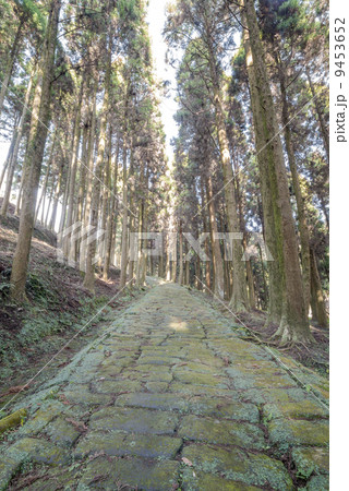 杉林の中の龍門司坂の石畳 9453652