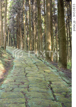 杉林の中の龍門司坂の石畳 杉林の中の龍門司坂の石畳 9453655