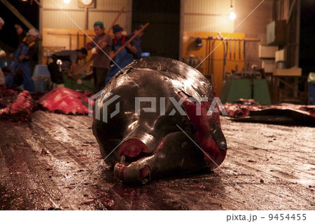 鯨の解体 鯨の解体 9454455