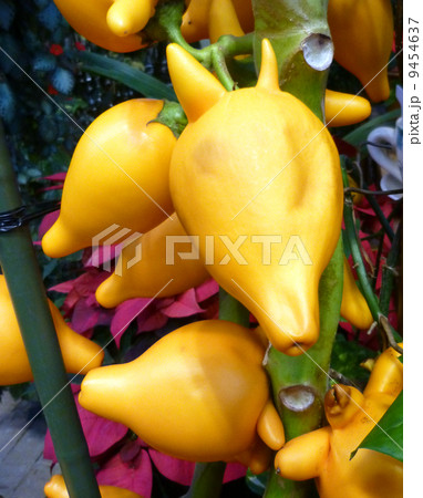 フォックスフェース 9454637