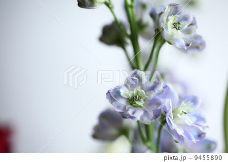 デルフィニウム 　 9455890