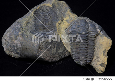 三葉虫 三葉虫 9456555