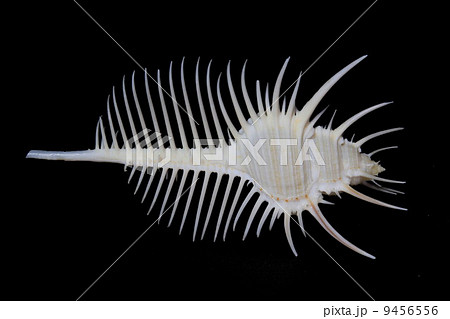 ホネガイ　 9456556