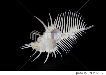 ホネガイ　 9456557