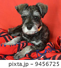 ミニチュアシュナウザー ミニチュアシュナウザー 9456725