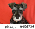 ミニチュアシュナウザー ミニチュアシュナウザー 9456726
