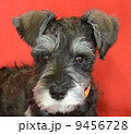 ミニチュアシュナウザー ミニチュアシュナウザー 9456728