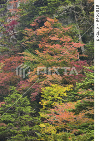 安居渓谷の紅葉 9456819
