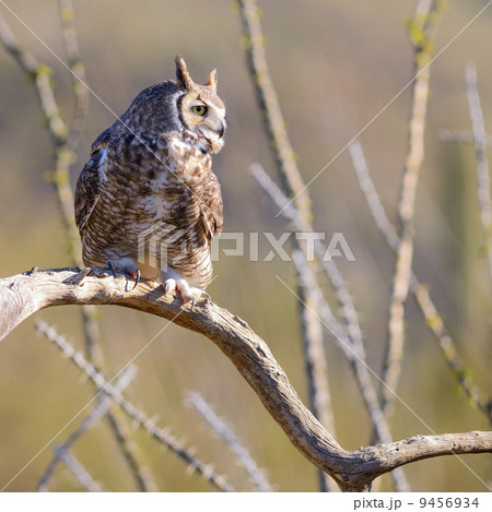Great Horned Owl 9456934