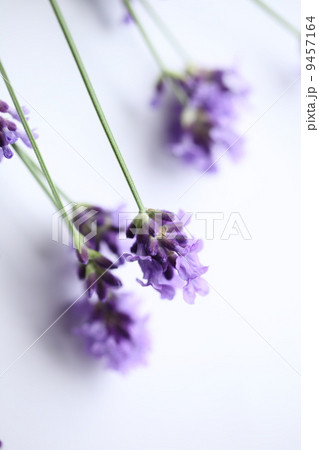 ハーブ(イングリッシュラベンダー)  ハーブ(イングリッシュラベンダー)  9457164