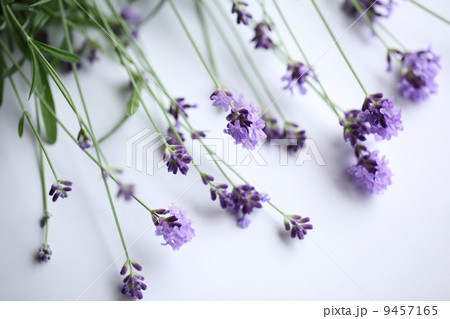 ハーブ(イングリッシュラベンダー)  ハーブ(イングリッシュラベンダー)  9457165