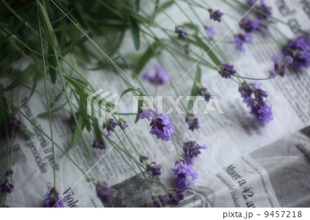 ハーブ（イングリッシュラベンダー）  9457218
