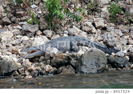 Crocodile on the river 9457324