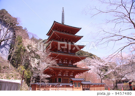 長谷寺(奈良)五重塔に咲く桜 長谷寺(奈良)五重塔に咲く桜 9457480