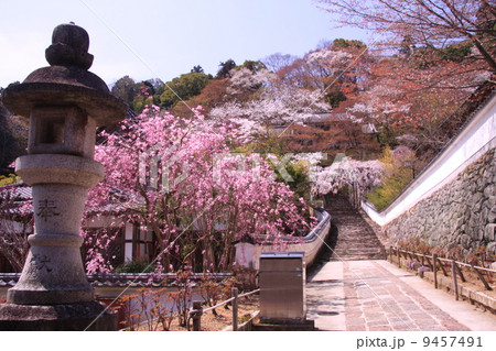 長谷寺（奈良）庭園に咲く桜 9457491