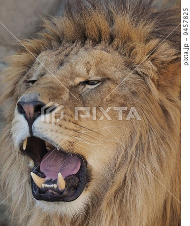 ライオン 9457825