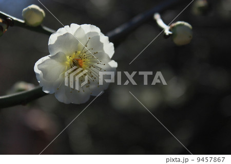 薫香白梅 薫香白梅 9457867