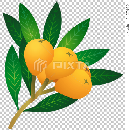 Loquat - Stock Illustration [9457960] - PIXTA