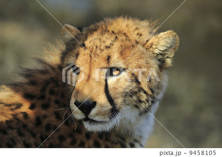 チーター 9458105