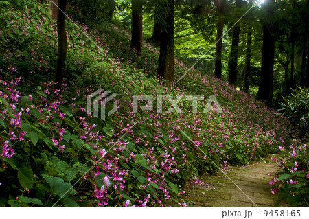 岩湧寺のシュウカイドウ 岩湧寺のシュウカイドウ 9458165