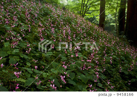 岩湧寺のシュウカイドウ 9458166