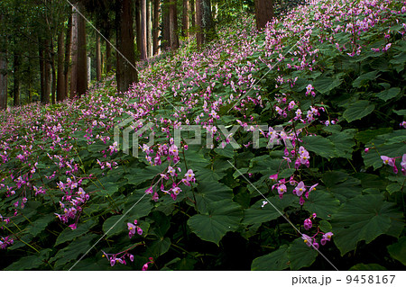 岩湧寺のシュウカイドウ 岩湧寺のシュウカイドウ 9458167