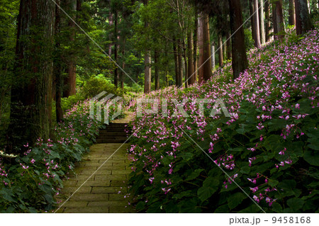 岩湧寺のシュウカイドウ 岩湧寺のシュウカイドウ 9458168