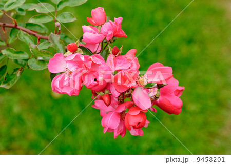 red rose on green background red rose on green background 9458201