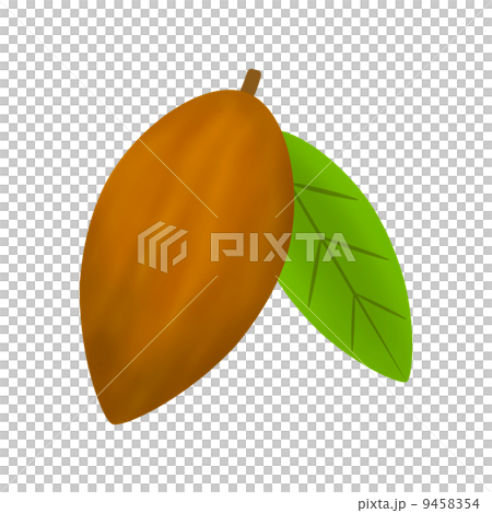 Cacao fruit - Stock Illustration [9458354] - PIXTA