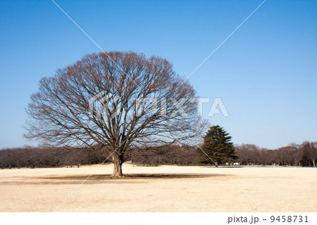 昭和記念公園 9458731
