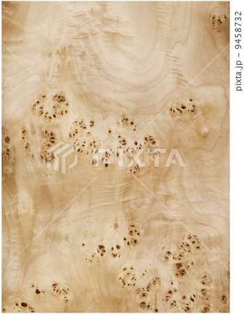 Poplar root 9458732